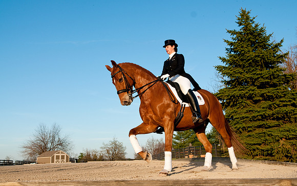 EQUINE