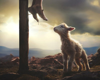 Lamb looking up at feet of Jesus