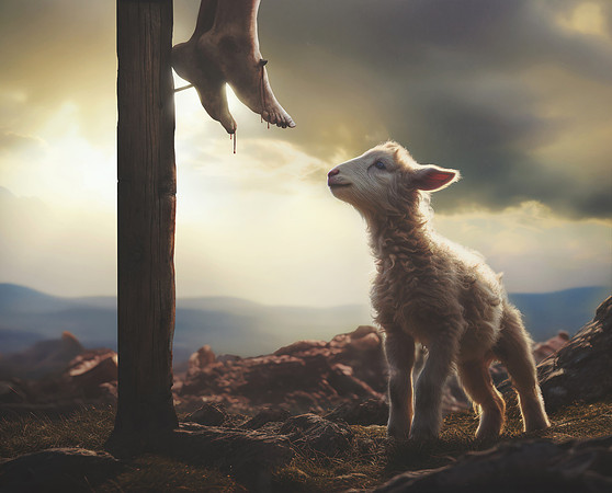 Lamb looking up at feet of Jesus