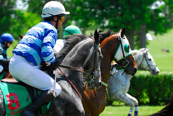 EQUINE
