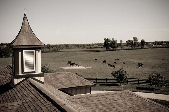 EQUINE