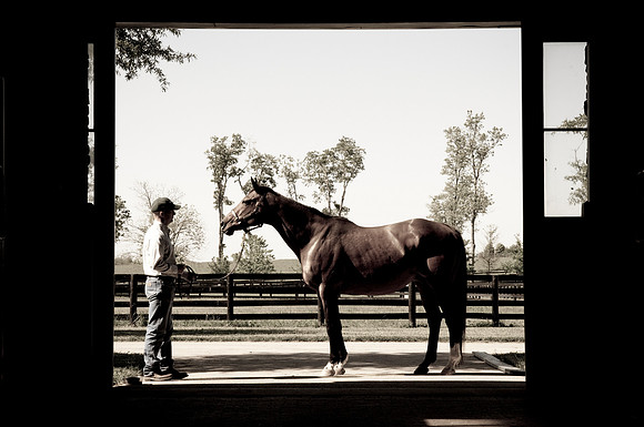 EQUINE
