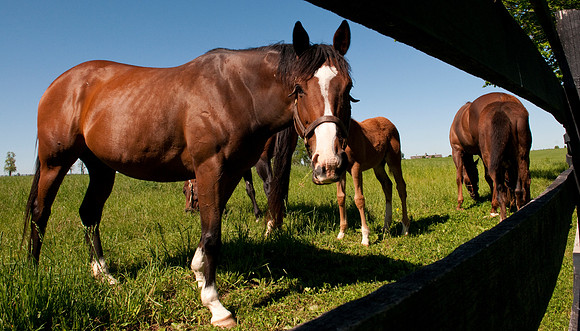 EQUINE