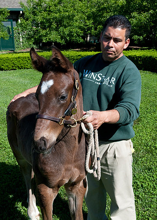 EQUINE