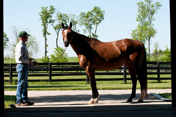 EQUINE