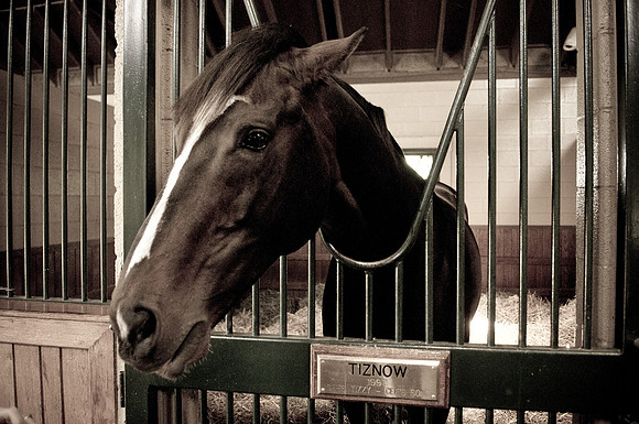 EQUINE