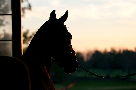 EQUINE