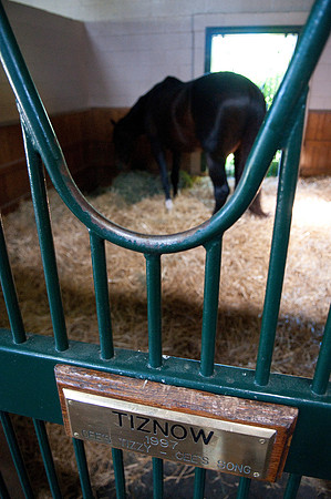 EQUINE
