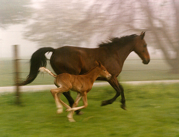 EQUINE