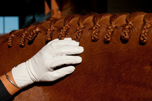 EQUINE
