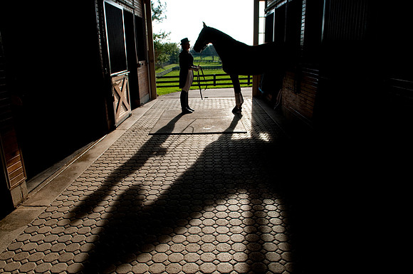EQUINE