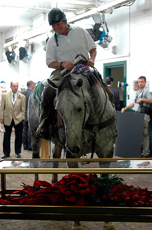 EQUINE