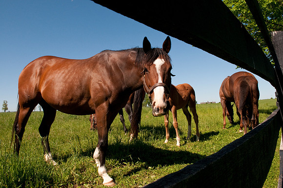 EQUINE
