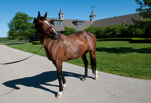 EQUINE