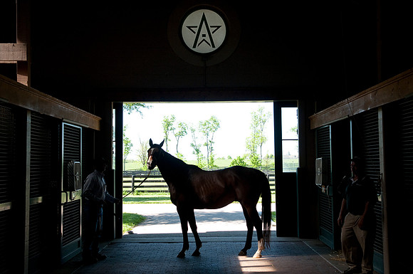 EQUINE