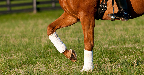 EQUINE