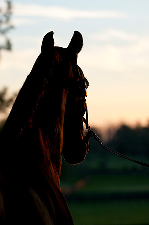 EQUINE