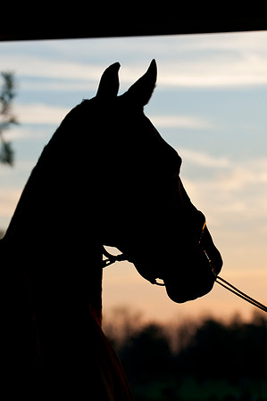 EQUINE