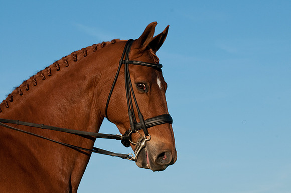 EQUINE