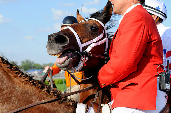 EQUINE