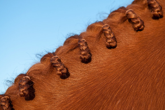 EQUINE