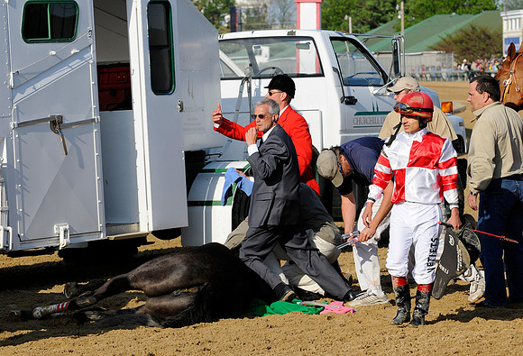 EQUINE