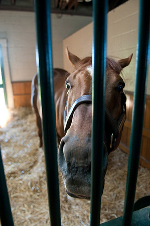 EQUINE